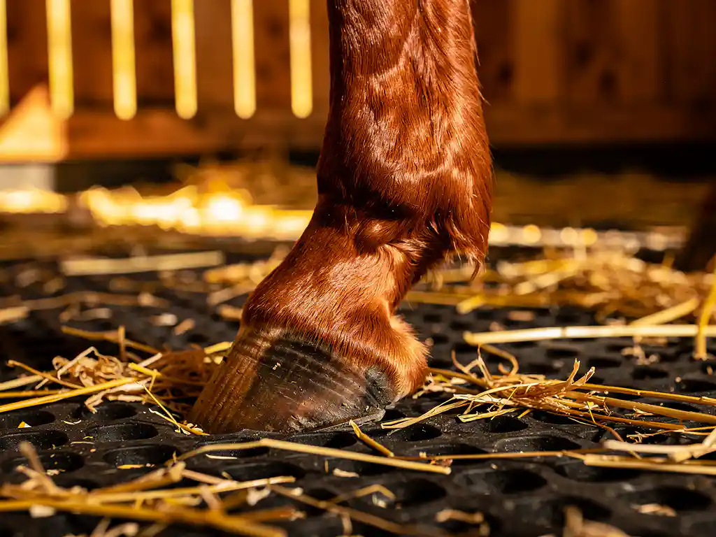 Chestnut horse hock joint resting on thick rubber stable matting, golden straw scattered across clean stall floor in warm amber barn light.