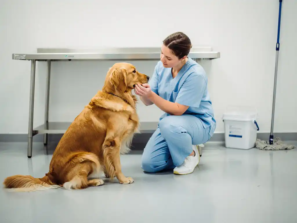 Veterinarian in scrubs examining a calm golden retriever on a clean clinic floor with stainless steel table and sanitizing equipment nearby.